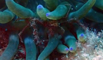 Inachus_phalangium