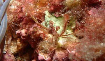 Inachus_phalangium