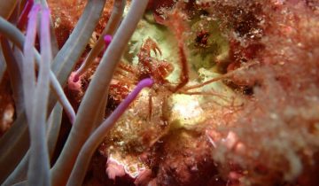 Inachus_phalangium