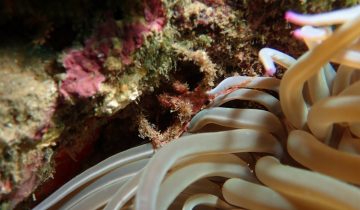 Inachus_phalangium