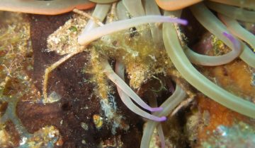 Inachus_phalangium