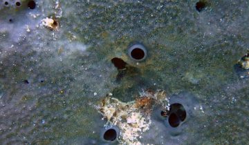 Ircinia_oros