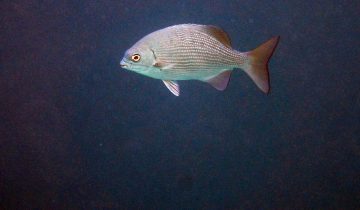 Kyphosus_cinerascens