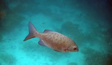 Kyphosus_cinerascens