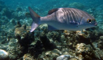 Kyphosus_cinerascens