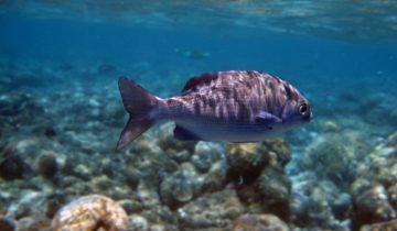 Kyphosus_cinerascens