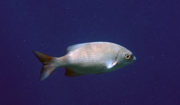 Kyphosus_cinerascens