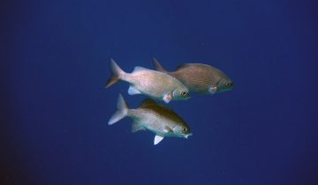 Kyphosus_cinerascens