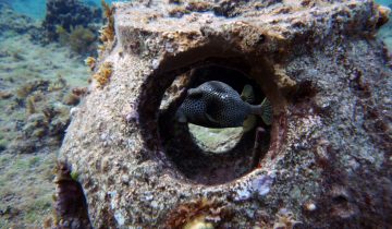 Lactophrys_bicaudalis