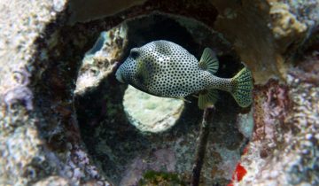 Lactophrys_bicaudalis