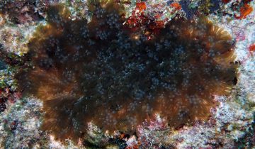 Lebrunia_neglecta