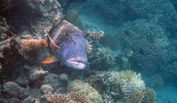 Lethrinus_erythracanthus