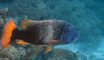 Lethrinus_erythracanthus
