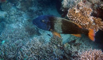 Lethrinus_erythracanthus