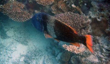 Lethrinus_erythracanthus