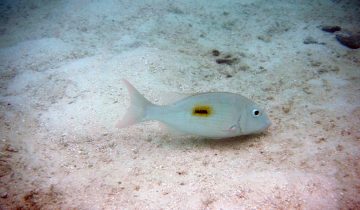 Lethrinus_harak
