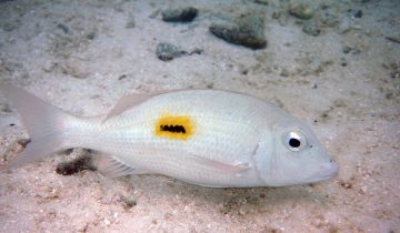 Lethrinus_harak