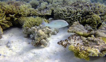 Lethrinus_harak