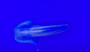 Leucothea_pulchra