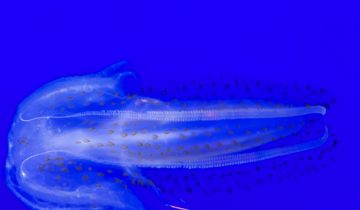 Leucothea_pulchra