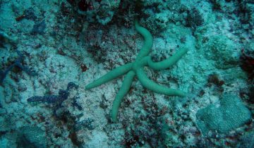 Linckia_guildingi