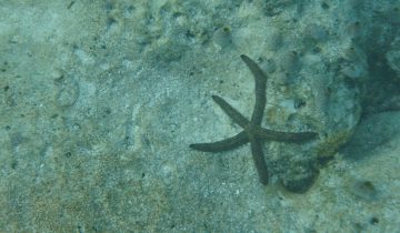 Linckia_multifora