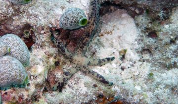 Linckia_multifora