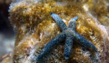 Linckia_multifora