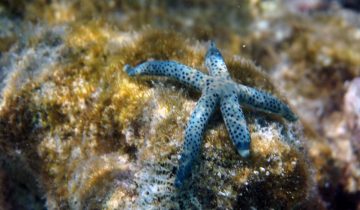 Linckia_multifora