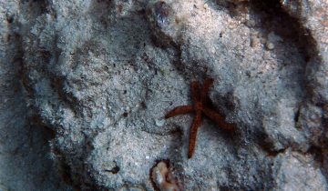 Linckia_multifora