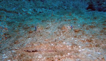 Lophius_budegassa