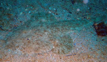 Lophius_budegassa