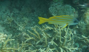Lutjanus_kasmira