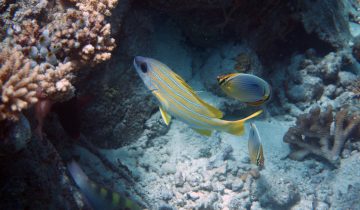 Lutjanus_kasmira
