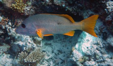 Lutjanus_monostigma