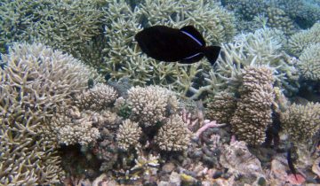 Melichthys_indicus