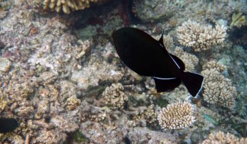 Melichthys_indicus
