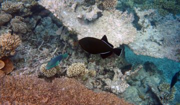 Melichthys_indicus