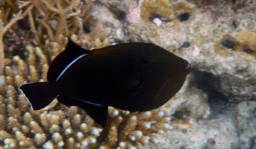 Melichthys_indicus