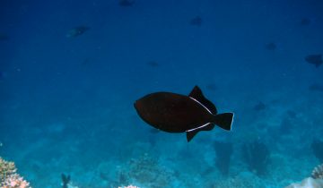 Melichthys_indicus