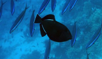 Melichthys_indicus