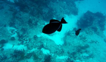 Melichthys_niger