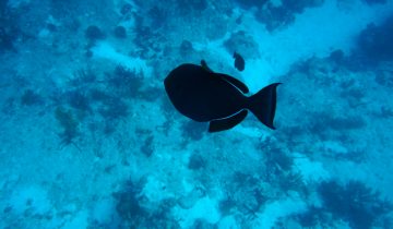 Melichthys_niger
