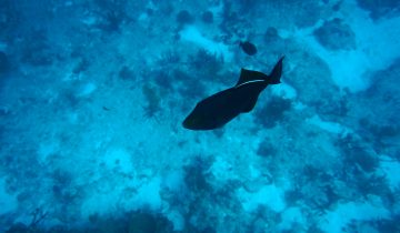 Melichthys_niger