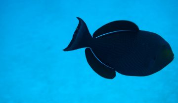 Melichthys_niger