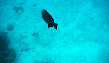 Melichthys_niger