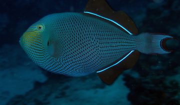 Melichthys_niger