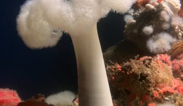 Metridium_farcimen