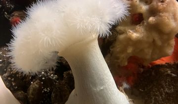Metridium_farcimen