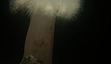Metridium_farcimen